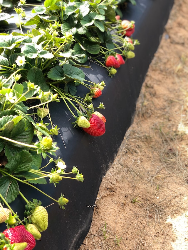 Erdbeerpflanze